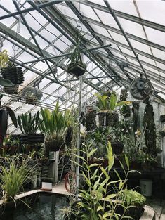 many plants are growing in the greenhouse