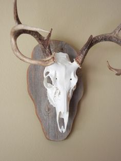 an animal's skull mounted on the wall with antlers and horns hanging from it