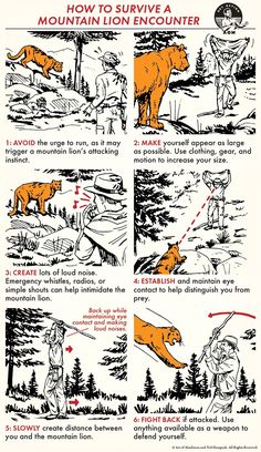 an instruction poster showing how to use the mountain lion enquizer for wildlife survival