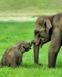 an adult elephant standing next to a baby elephant on top of a lush green field