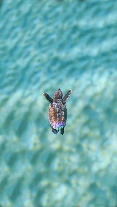 a small turtle swimming in the water