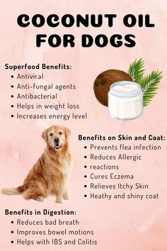 Coconut Oil For Dogs Coconut Oil Uses For Dogs, Safe Herbs For Dogs, Coconut Oil For Dogs Skin Allergies, Natural Probiotics For Dogs, Flea Remedies