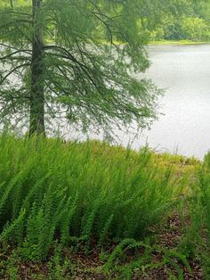 a bench sitting next to a tree near a lake