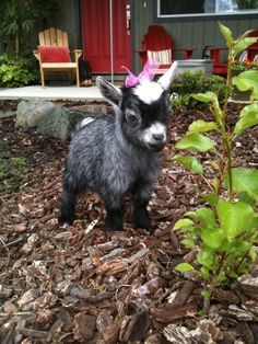 a small goat with a pink flower on its head standing in the dirt near some bushes