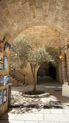 an olive tree is growing in the middle of a stone archway with paintings on it