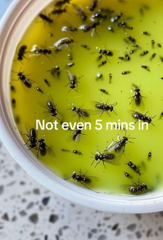 a bowl filled with lots of black bugs