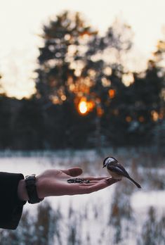 a person holding a bird in their hand