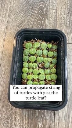 a black container filled with green vegetables on top of a wooden floor next to a sign that says, you can propagate string of turtles with just the turtle leaf?