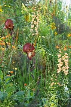 an assortment of plants and flowers in a garden area with grass, flowers, and other foliage