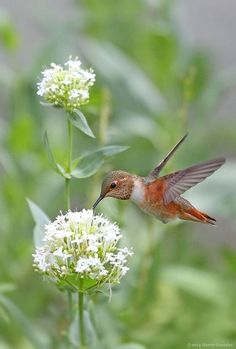 a hummingbird flying over a white flower with the words good afternoon on it's side