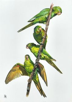 three green parrots perched on top of a tree branch