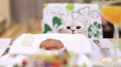 a white cat sitting at a table with food and wine