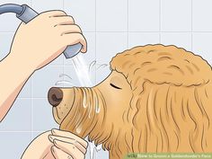 a dog getting his head washed in the shower with water coming out of it's mouth