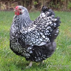 a black and white chicken standing on top of a grass covered field next to a cat