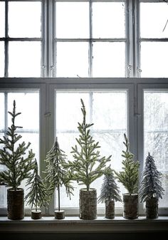 several small trees are placed in front of a window