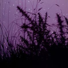 the night sky is purple with stars and grass silhouetted by it's shadow