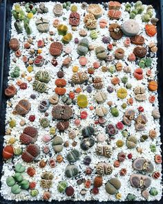 a tray filled with lots of different types of rocks and shells on top of white sand