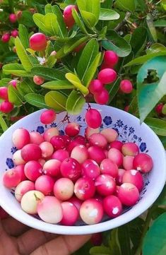 a person holding a bowl full of berries in front of some green leaves and red berries