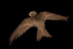 a bird flying in the dark with its wings spread