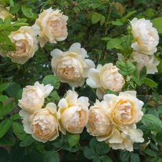 a bunch of flowers that are on a bush in the grass and some leaves around them