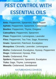 Essential Oils Ants, Insect Spray, Natural Pest Control, Garden Pest Control, Young Living Oils, Oil Uses, Essential Oil Uses, Insect Repellent, Doterra Essential Oils