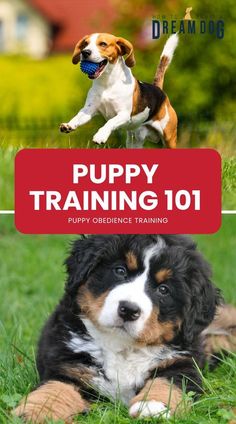 the puppy training 101 book is on display