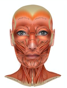 Facial Muscle Chart - 7E Wellness Facial Muscles Anatomy, Muscle Chart, Cosmetic Nurse, Skin Anatomy, Muscles Of The Face, Muscle Structure, Nurse Injector