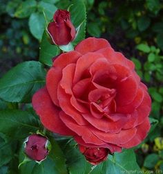 a red rose is blooming in the garden