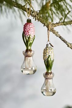 two glass vases with flowers hanging from a tree branch