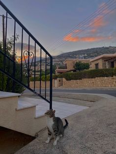 a cat sitting on the ground next to a stair case with a view of mountains in the background