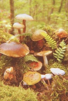 many mushrooms are growing in the mossy ground