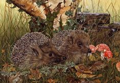 two hedgehogs are sitting in the grass with mushrooms and leaves around them, looking at each other