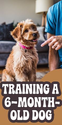 a dog sitting on the floor next to a man pointing at it with text training a 6 - month old dog