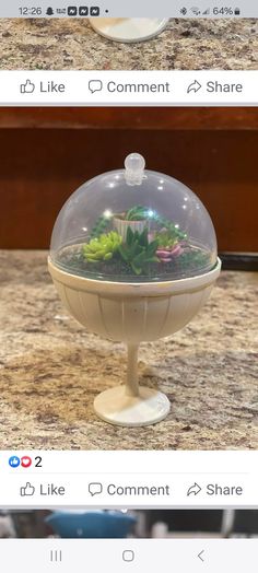 two photos showing different types of succulents in a bowl on top of a counter