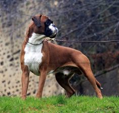 a brown and white dog standing on top of a lush green field