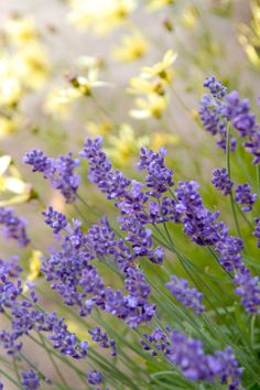 lavenders and daisies are growing in the field