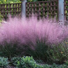 purple flowers in the middle of a garden