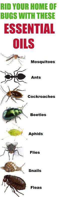 a poster with different types of mosquitoes and their names in red, green, black, and white