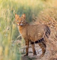 a cat is standing in the middle of tall grass and looking at the camera with an alert look on its face