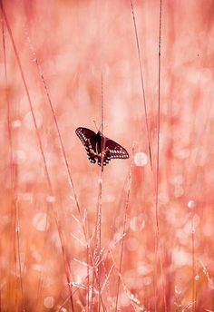 a black and white butterfly sitting on top of a tall grass covered field in the sun