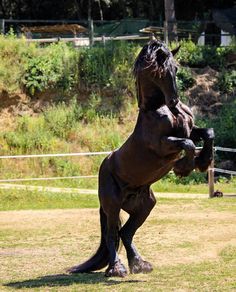 a horse that is standing on its hind legs