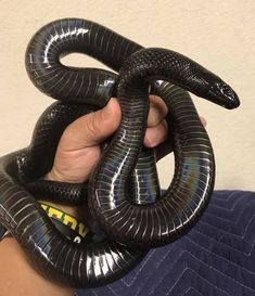 a person holding a black snake in their hand