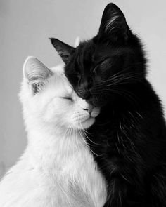 two black and white cats are cuddling together