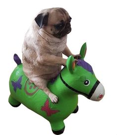 a pug dog sitting on top of a green toy horse