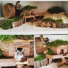 two pictures of an animal in a fake habitat with moss growing on the wood logs