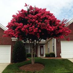 Dynamite Crape Myrtle Shrub Dynamite Crape Myrtle, Crepe Myrtle Trees, Landscape Nursery, Myrtle Tree, Flowering Tree, Crape Myrtle, Landscaping Plants, Small Trees