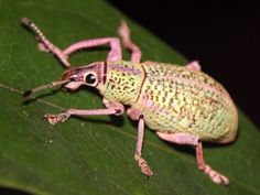 a pink and yellow bug sitting on top of a green leaf