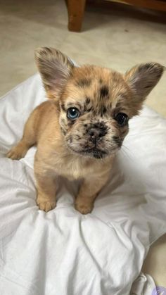 a small brown dog sitting on top of a white blanket