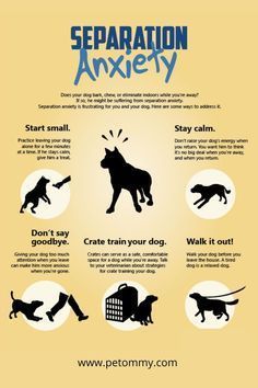 an info sheet describing how to stop barking