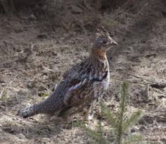 a bird is standing in the grass by itself